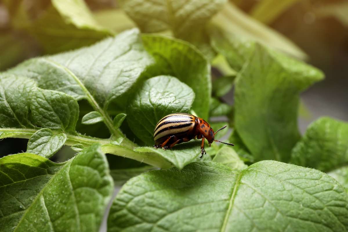 Curso gratis desempleados CONTROL ECOLÓGICO DE PLAGAS